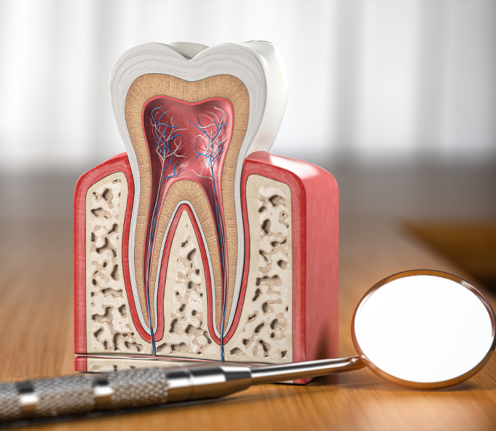 Model of a tooth showing the inner layers on a desk next to a dental mirror